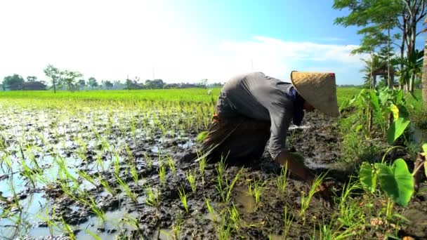 Campesino plantando plántulas de arroz — Vídeo de stock