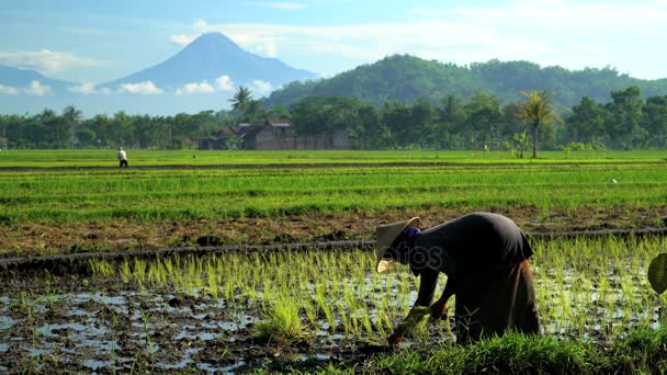 Сельскохозяйственный работник на рисовых полях — стоковое видео