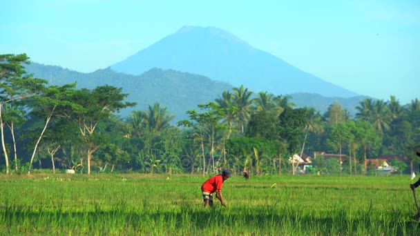 Agricultores que trabajan en campos de arroz — Vídeos de Stock