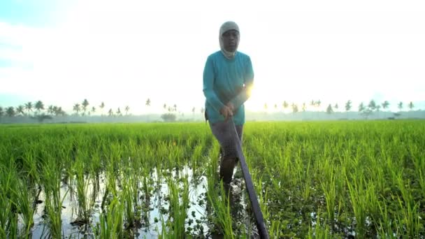 Femmes travaillant dans les rizières — Video