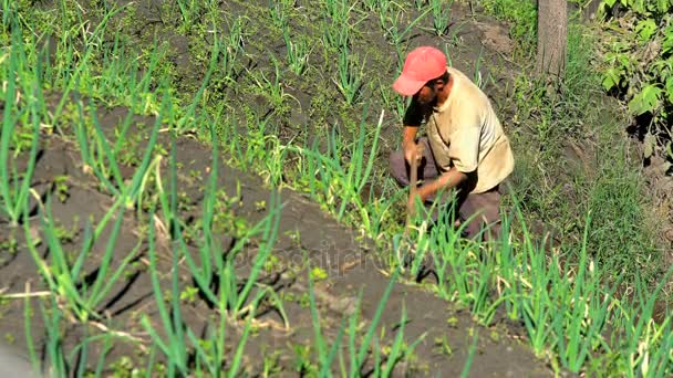 Munkavállaló gazdálkodás rizs teraszok — Stock videók