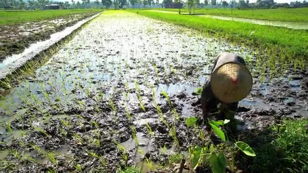 Farm worker sadzenia ryżu sadzonki — Wideo stockowe