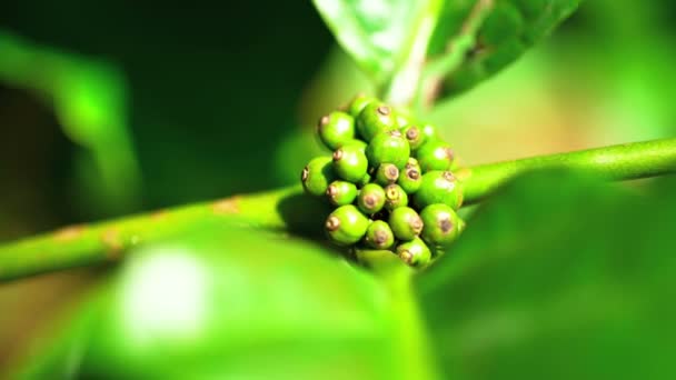 Planta de grano de café creciendo en selva tropical — Vídeo de stock