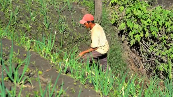 Werknemer landbouw rijstterrassen — Stockvideo