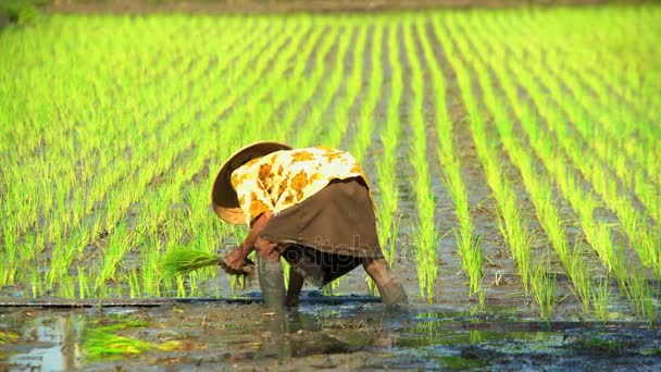 Arbeiter pflanzen Reissämlinge an — Stockvideo