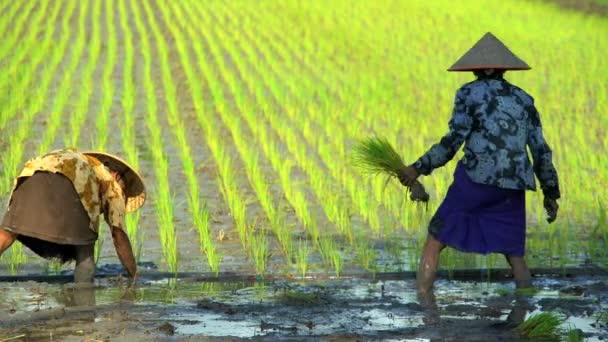 Рабочие сажают рисовые саженцы — стоковое видео