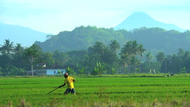 Trabajador que utiliza herramientas para el riego en campos de arroz — Vídeos de Stock