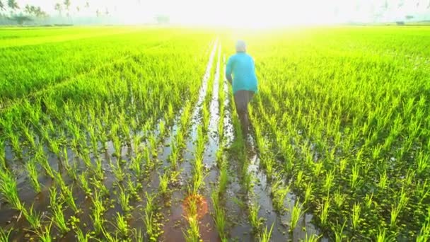 Feminino trabalhando em campos de arroz — Vídeo de Stock