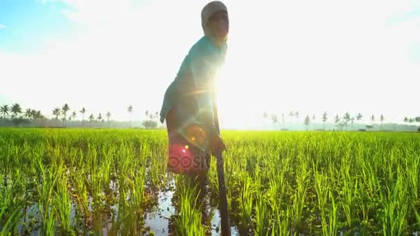 Farmář pracuje v rýžových polích — Stock video