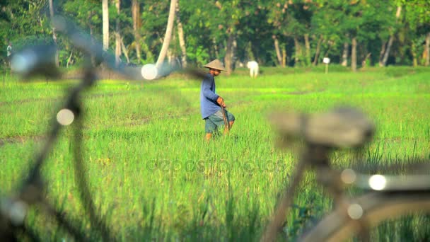 Landwirt bewässert Reisfeld — Stockvideo