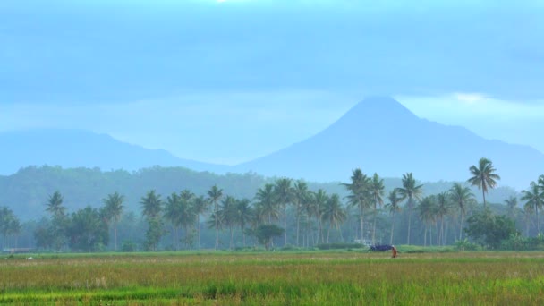 Campesino en campos de arroz — Vídeo de stock