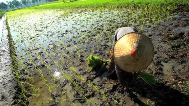 Сельскохозяйственный работник сажает рисовые саженцы — стоковое видео