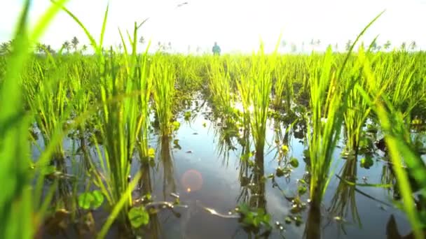 Фермер, работающий на рисовых полях — стоковое видео
