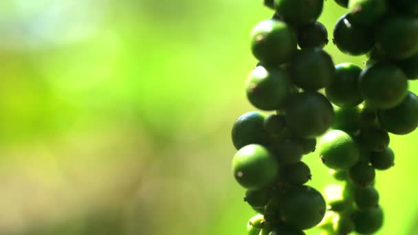 Planta de grano de café creciendo en selva tropical — Vídeo de stock