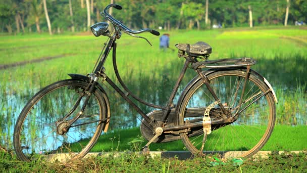 Велосипед по рисовому полю — стоковое видео