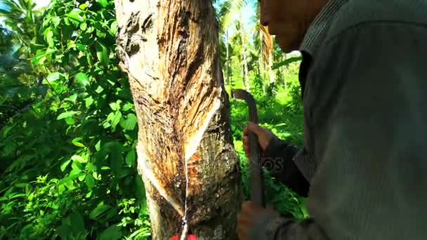 Männchen mit Messer beim Baumfällen — Stockvideo
