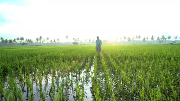 Agricultor que trabaja en arrozales — Vídeos de Stock