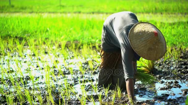 Campesino plantando plántulas de arroz — Vídeos de Stock