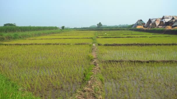 印尼的稻田日惹 — 图库视频影像