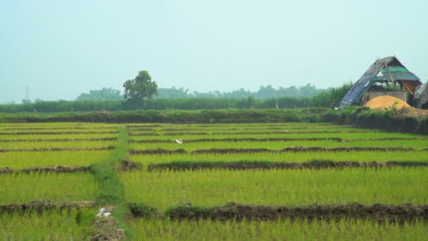 Indonesische rijstvelden, Yogyakarta — Stockvideo