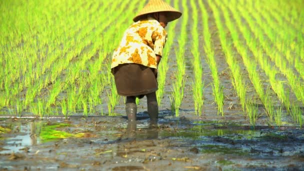 Trabalhador nos campos de arroz plantando mudas — Vídeo de Stock