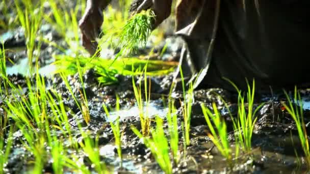 Trabalhador agrícola plantando mudas de arroz — Vídeo de Stock