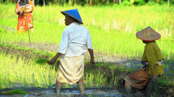 Lavoratori che piantano piantine di riso — Video Stock