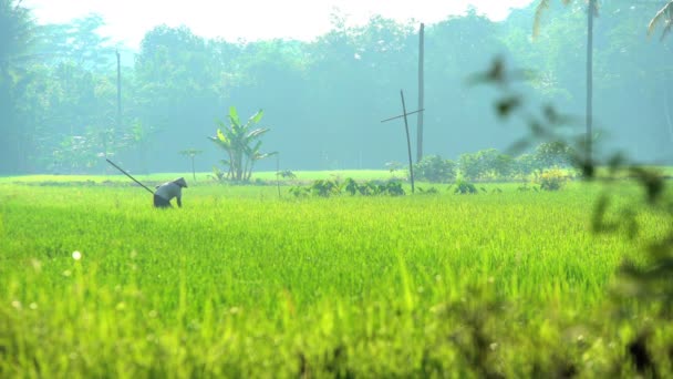 Agricultor que trabalha no campo do arroz — Vídeo de Stock