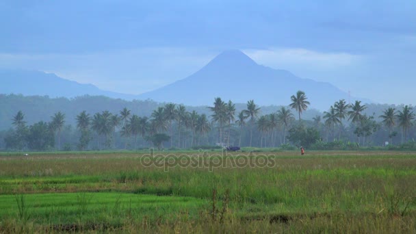 Farm worker in rice fields — Stock Video