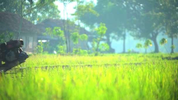 Reisfelder von Handarbeitern gepflügt — Stockvideo