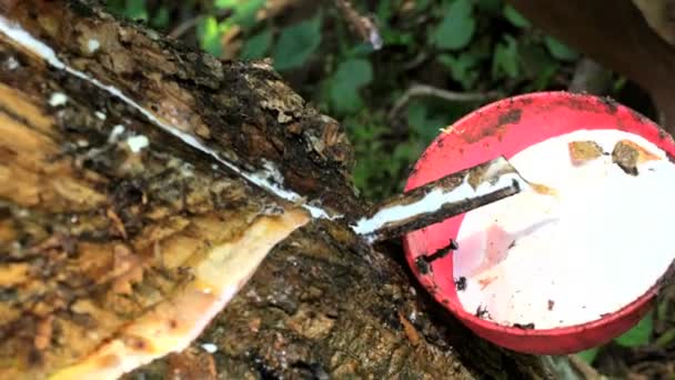 Líquido que fluye del árbol de goma — Vídeos de Stock