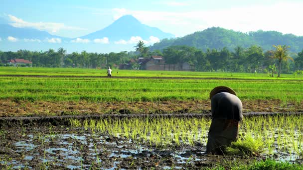 Campesino en campos de arroz — Vídeo de stock