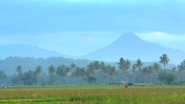 Campesino en campos de arroz — Vídeos de Stock