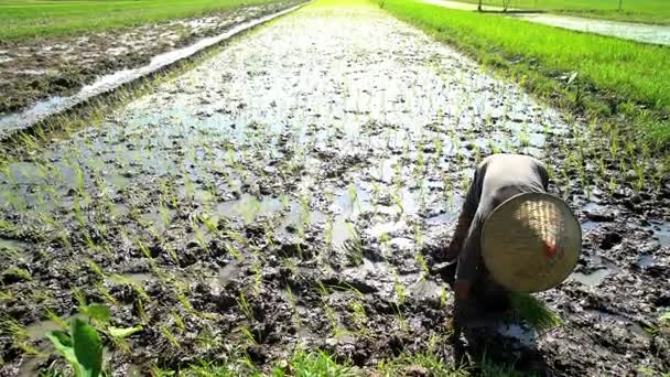 Trabajador plantando plántulas de arroz — Vídeos de Stock