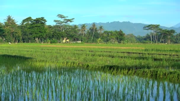 Trabajadores agrícolas en campos de arroz — Vídeos de Stock