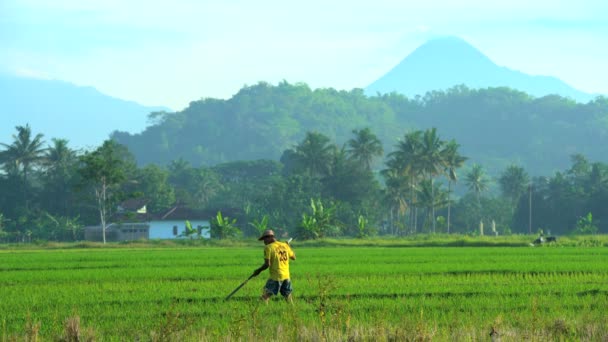 Agricultor que trabaja con herramientas en campos de arroz — Vídeos de Stock