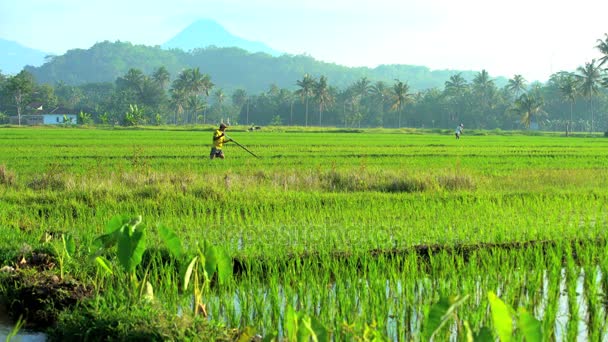 Agricultores que trabajan con herramientas en campos de arroz — Vídeos de Stock