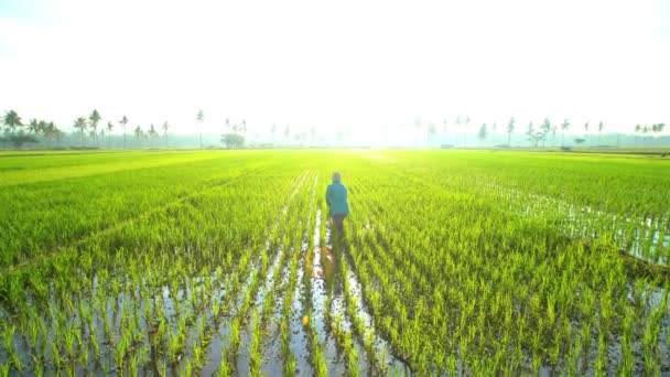 Feminino trabalhando no campo de arroz — Vídeo de Stock