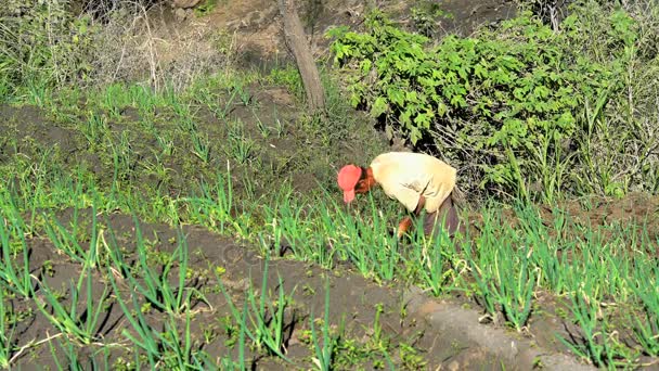 Trabajador agrícola arroz terrazas — Vídeo de stock