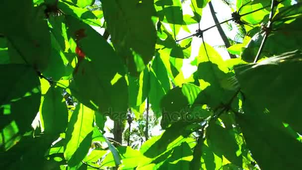 Tropical Rainforest foliage — Stock Video