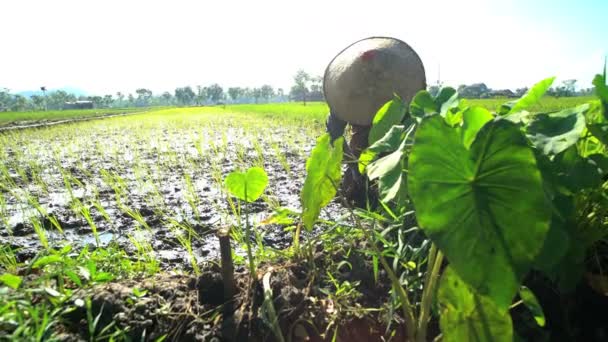 Trabalhador plantando mudas de arroz — Vídeo de Stock