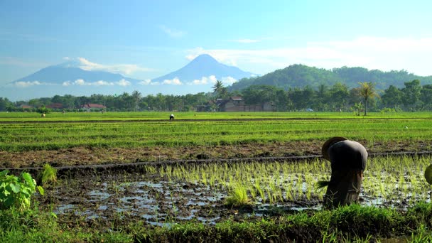 Farm worker in rice fields — Stock Video