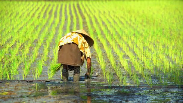 분야에서 근로자의 쌀 모 종 심기 — 비디오