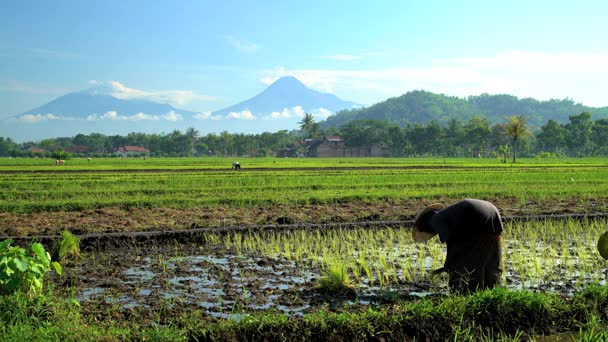 Mezőgazdasági dolgozó a rizs mezők — Stock videók