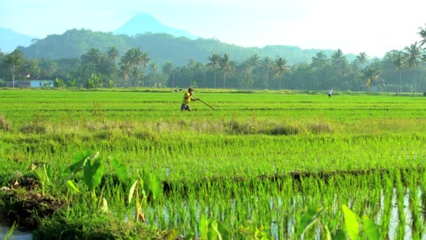 Lavoratori agricoli che utilizzano attrezzi per campi di irrigazione — Video Stock