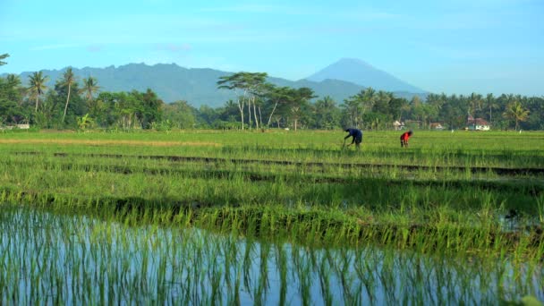 Lavoratori irrigazione campo con utensili a mano — Video Stock