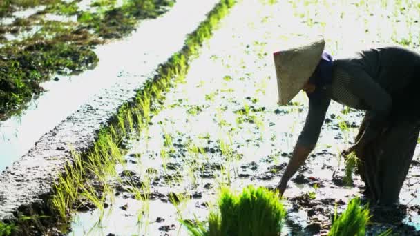 Travailleur plantant des plants de riz — Video