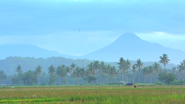 Farmer working rice fields — Stock Video