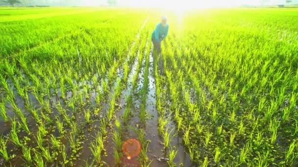 Landsbygdens arbetare jordbruk i risfält — Stockvideo