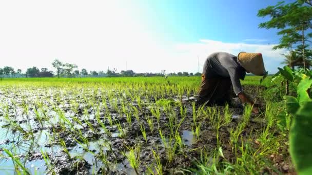 Фермерський працівник висаджує розсаду рису — стокове відео